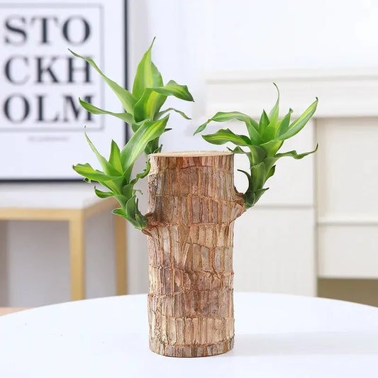 Luxe Leaf™: Brazilian Lucky Wood Plant